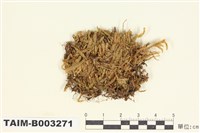 藏品(錦苔科)的圖片